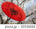 桜・野点傘