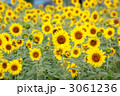 夏の花／ひまわり／ヒマワリ／向日葵／日本