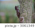 アブラゼミ　蝉　夏の昆虫