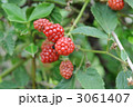 木いちご