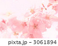 桜背景