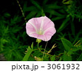 ヒルガオの花