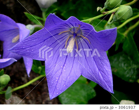 キキョウの花 キキョウの花