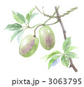 むべ　枝付き2個