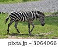 シマウマ