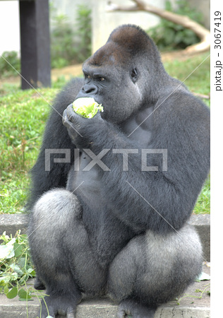 レッドデーター 黒色 食べる