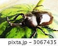 カブトムシ