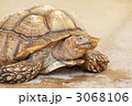ケヅメリクガメ