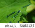 瑠璃糸蜻蛉