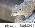 タイワンリス_アップ