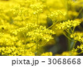 3068668
