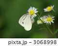吸蜜するスジグロシロチョウ