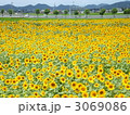 ひまわりの丘