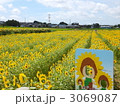 ひまわりの丘