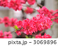 ハナモモ