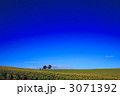 親子の木の遠景