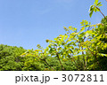 新緑の森のウルシの木と青空