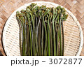収穫したワラビ