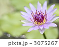 睡蓮