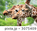 キリンのカップル