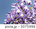 3075998