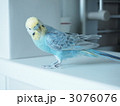 3076076