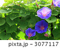 朝顔
