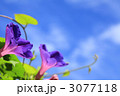 朝顔