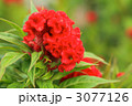 ケイトウの花
