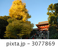 鎌倉 鶴岡八幡宮と大銀杏
