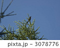 アオジ