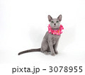 ピンクのレイをかけた猫