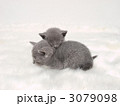 2匹の子猫