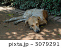 タイの犬　877