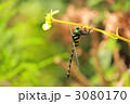 オニヤンマ