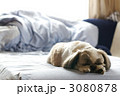 ベッドで眠る犬
