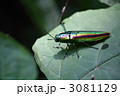 タマムシ