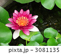 はすの花とめだかさん