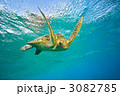 アオウミガメ