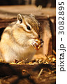 クルミを食べるシマリス