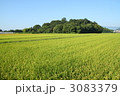鎮守の森と田んぼ