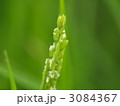 稲の花