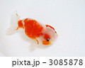 桜錦