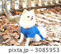 ポメラニアン