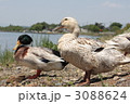岸辺のカモ
