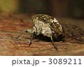 ミンミン蝉