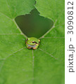3090812