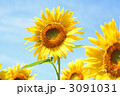 ひまわり畑のひまわり