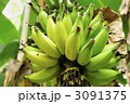 収穫前で未成熟のバナナ