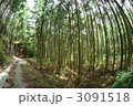 うきさと村の杉林